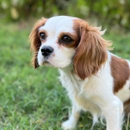 Peaches - Cavalier King Charles Spaniel