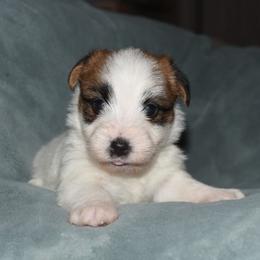 Juliet Girl - White and tan female Russell Terrier puppy in Middletown, Virginia from DBF Russell Terriers