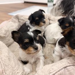 Girl 1 - Black tan and white female Biewer Terrier puppy in West Haven, Connecticut from Lozado’s Biewers
