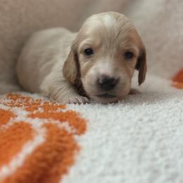 Frou-frou - Cream male Dachshund puppy in Vancouver, Washington from Cascade Minis