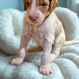Topper - Parti male Goldendoodle puppy in Ellenburg Center, New York from Kristin's Puppies