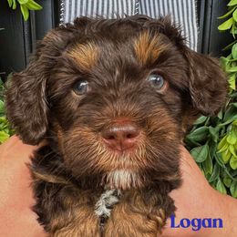 Logan - Tri-color male Australian Labradoodle puppy in Silver Spring, Maryland from Potomac Australian Labradoodles