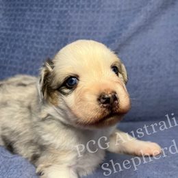 Australian Shepherd Puppies from PCG Farms