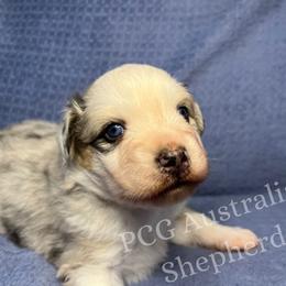 Australian Shepherd Puppies from PCG Farms