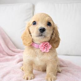 Katie (ee red) (No breeding homes) - Red female Dachshund puppy in Fayetteville, North Carolina from RRD