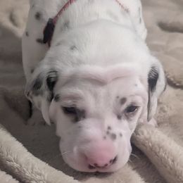 Girl 1 STARS - White and liver brown female Dalmatian puppy in Sebring, Florida from God It Covered In Spots Dalmatians