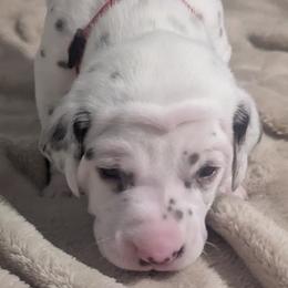 Girl 1 STARS - White and liver brown female Dalmatian puppy in Sebring, Florida from God It Covered In Spots Dalmatians