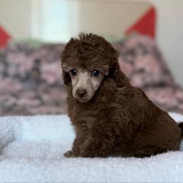 Joy - Silver-beige  female Poodle puppy in Franklin Park, Illinois from Windy City Majestic Toy Poodles