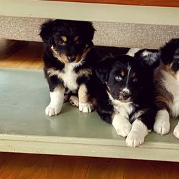 Australian Shepherd Puppies from Clover Bell Farm Australian Shepherds