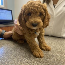 Cockapoo Puppies from Chesapeake Cockapoos