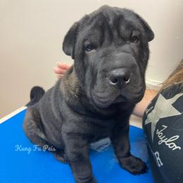 Grizzly - Black sable male Chinese Shar-Pei puppy in Machesney Park, Illinois from Kung Fu Peis