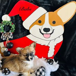 Babs - Sable female Pembroke Welsh Corgi puppy in Cashion, Oklahoma from Shabby Chic Corgis
