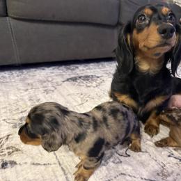 Dachshund Puppies from Birkin’ Paws