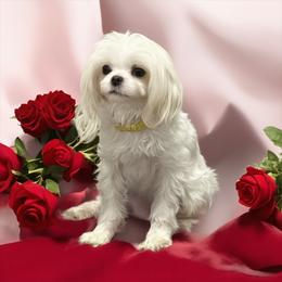 Angel - Maltese