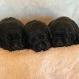 Girl 4 - Black female Labrador Retriever puppy in Beavercreek, Oregon from Sweetwater Spring Labradors