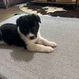 Lynyrd-light blue - Black and white male Border Collie puppy in St. Cloud, Florida from Marcy's Border Collies