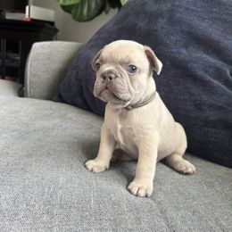 Boy 1 - Cream male French Bulldog puppy in Bolingbrook, Illinois from @yarathefrenchie