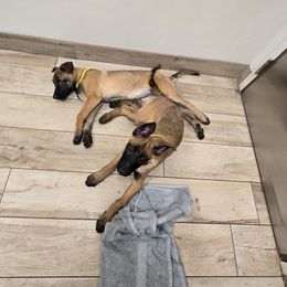 Yellow Collar Female - Fawn female Belgian Malinois puppy in Fredonia, Arizona from Zion Malinois