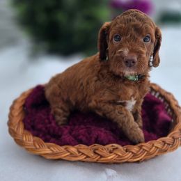 Teal Collar - Red  female Goldendoodle puppy in Archbold, Ohio from Wurster's Mini Wee Doodles
