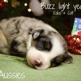 Buzz - Blue merle male Australian Shepherd puppy in Grapeland, Texas from Smokin K Aussies