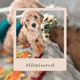 Goldendoodle Puppies from The Dood Effect