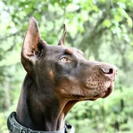 Zavrek - Doberman Pinscher