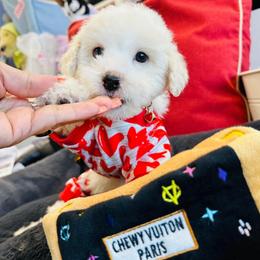 CUPID - White male Maltipoo puppy in Sugar Land, Texas from Celebrity Maltipoos