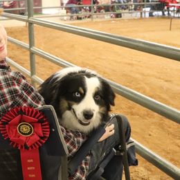 Australian Shepherds from Rustic River Ranch Aussies