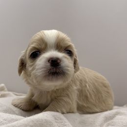 Toffee - Cream and white male Shih Tzu puppy in Statesboro, Georgia from Magnolia Small Breeds