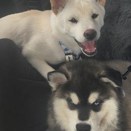 Alaskan Klee Kai, Pugs, and Shiba Inu from khshibas-khpugs