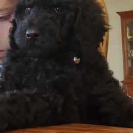 Poodle Puppies from Mountain Ridge Poodles