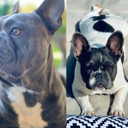 Melody - French Bulldog