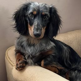 Dachshund puppies from Proud Lake Dachshunds