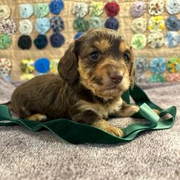 Uggles - Chocolate and cream male Dachshund puppy in Hensley, Arkansas from The Dachshund Barn
