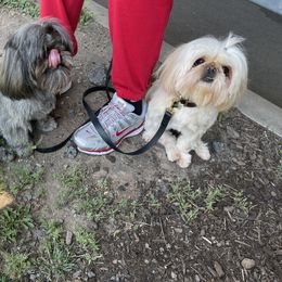 Shih Tzu All Grown Up from Becca Wilde