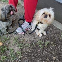 Shih Tzu All Grown Up from Becca Wilde