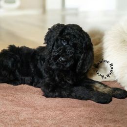 Zoey - Phantom female Poodle puppy in Ashton, Idaho from Kerr Kanine Ranch