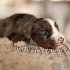 Boy 2 - male Australian Mountain Doodle puppy in Spanish Fork, Utah from Little Puppy Co.