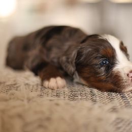 Boy 2 - male Australian Mountain Doodle puppy in Spanish Fork, Utah from Little Puppy Co.