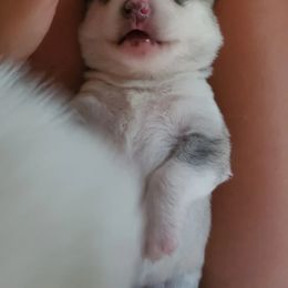 Siberian Husky Puppies from Canace Siberians