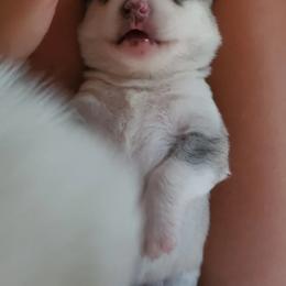 Siberian Husky Puppies from Canace Siberians