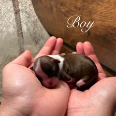 Lumi - Brown and white male Shichon puppy in Seymour, Tennessee from Mel’s Teddy Bear Puppies