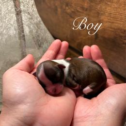 Lumi - Brown and white male Shichon puppy in Seymour, Tennessee from Mel’s Teddy Bear Puppies