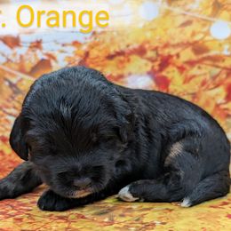 Mr Orange - Black male Labradoodle puppy in Lebanon, Pennsylvania from Robertson's Retrievers and Doodles