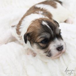 Mr. Elton - Gold sable male Havanese puppy in Hendersonville, North Carolina from Grayfinn House