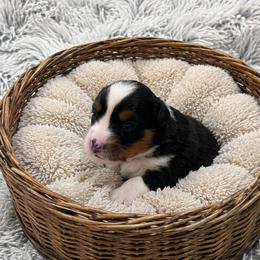 Girl - Black tri female Miniature American Shepherd puppy in Central Islip, New York from Fifth Avenue Australian Shepherds