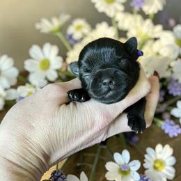 Russian Salon Dog and Yorkshire Terrier Puppies from Yorkies Kisses
