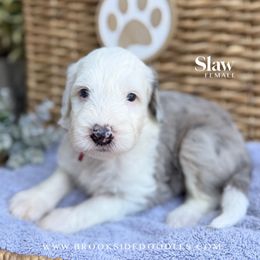 Slaw - Blue merle and white female Sheepadoodle puppy in Murrieta, California from Brookside Bernedoodles