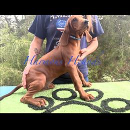 Dusty - Red male Redbone Coonhound puppy in Mount Pleasant, Texas from Harmons Hounds