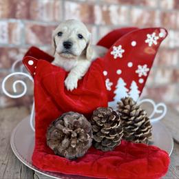 Girl 1 - Cream female Dachshund puppy in Deming, New Mexico from FoxieDoxies of New Mexico